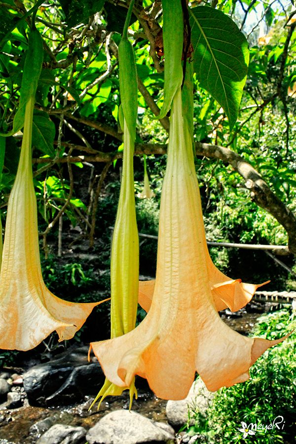 Foto rujukan Kecubung Gunung