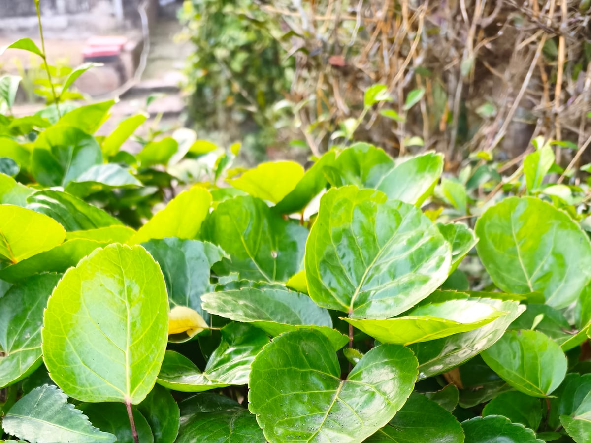 Foto rujukan daun mangkokan