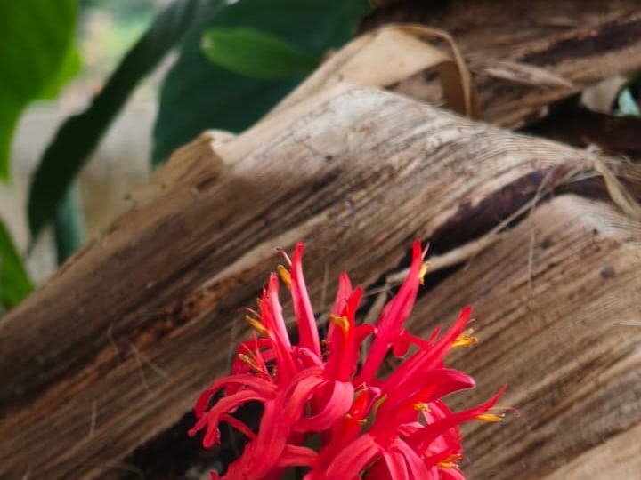 Foto rujukan Bunga Cardinal / Brazilian Plume