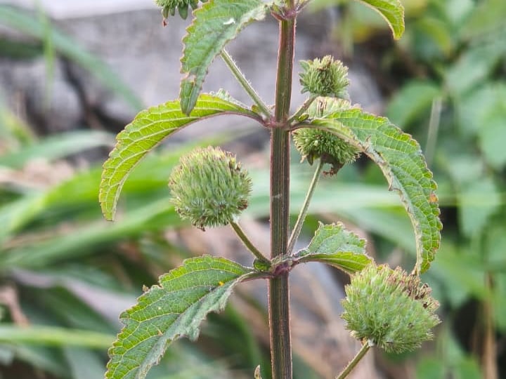 Foto rujukan Knobweed / Rumput Knop / Anting-anting