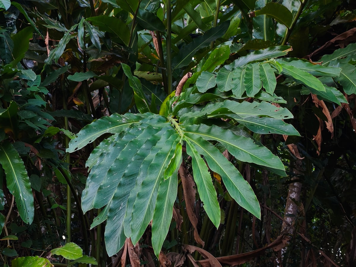 Foto rujukan Lengkuas/laos