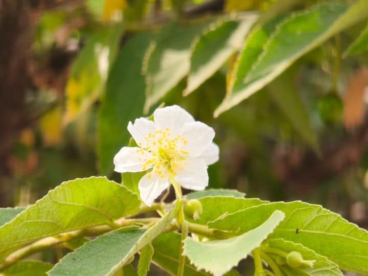 Foto rujukan Kersen (Talok)