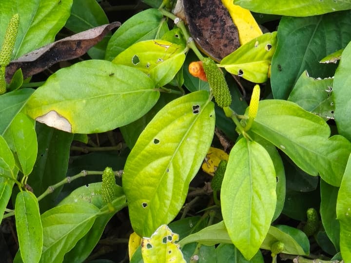 Foto rujukan Cabe Jawa