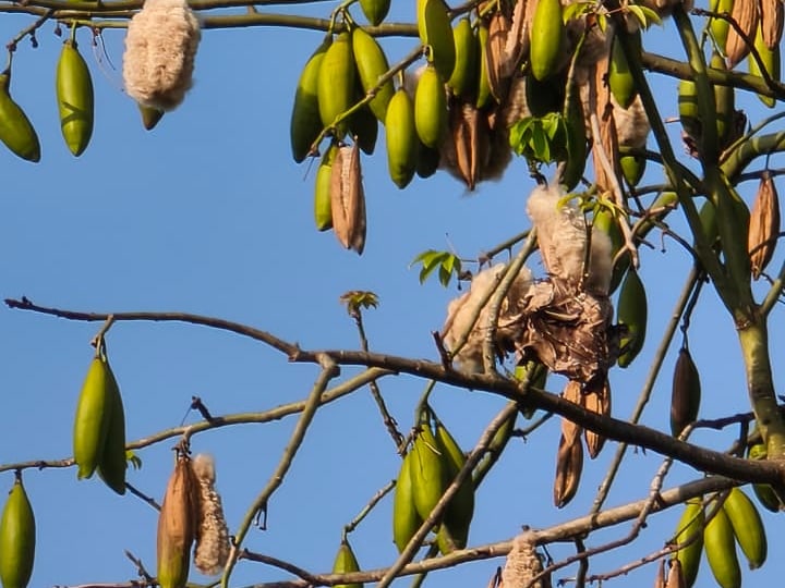 Foto rujukan Randu (Kapuk)
