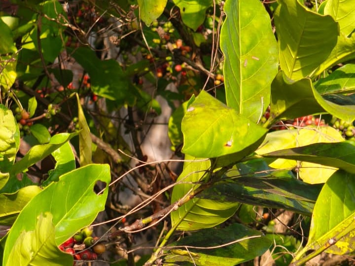 Foto rujukan Kopi Excelsa