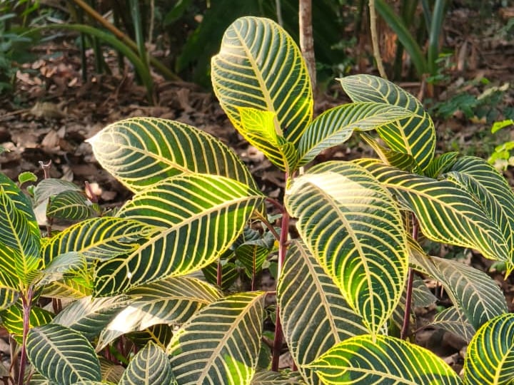 Foto rujukan Zebra Plant /Cacak Gading