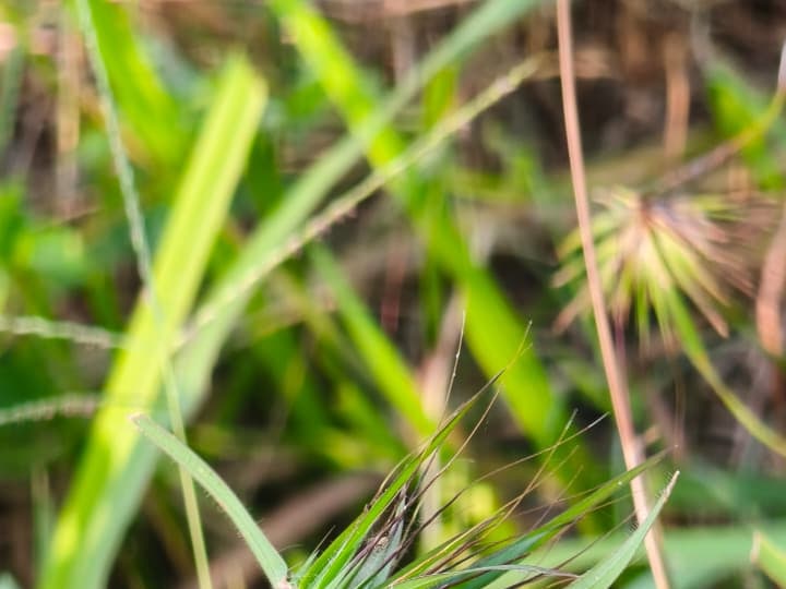 Foto rujukan Rumput Jarum