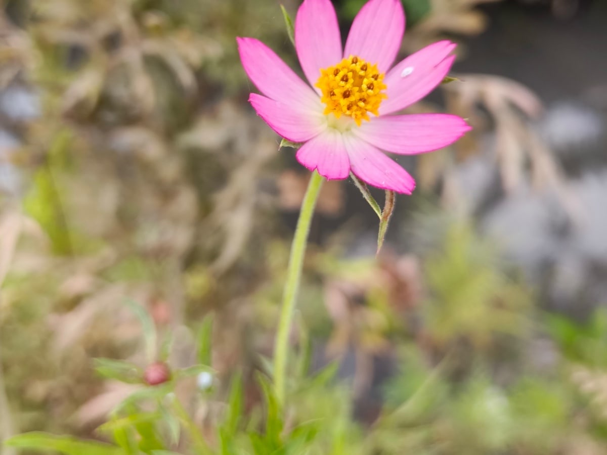 Foto rujukan Kenikir (Cosmos)