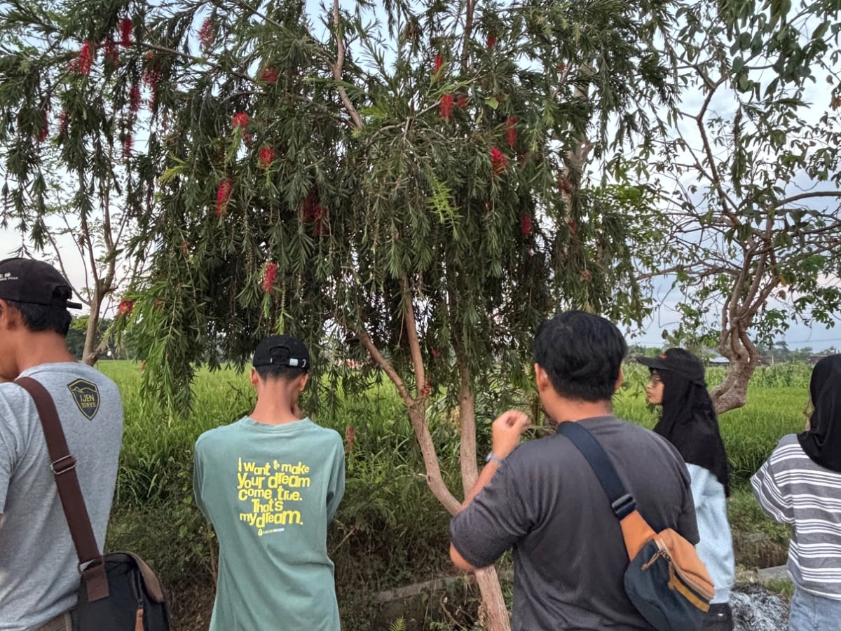 Foto rujukan Pohon sikat botol