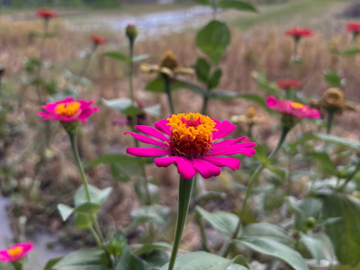 Foto rujukan Peruvian Zinnia