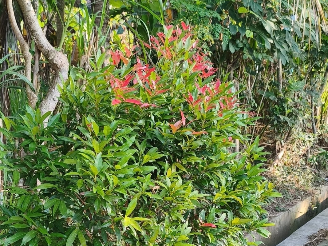 Foto rujukan Pucuk Merah
