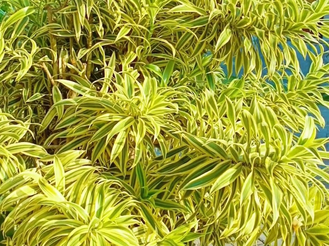 Foto rujukan Song of India / Sri Rejeki Dracaena