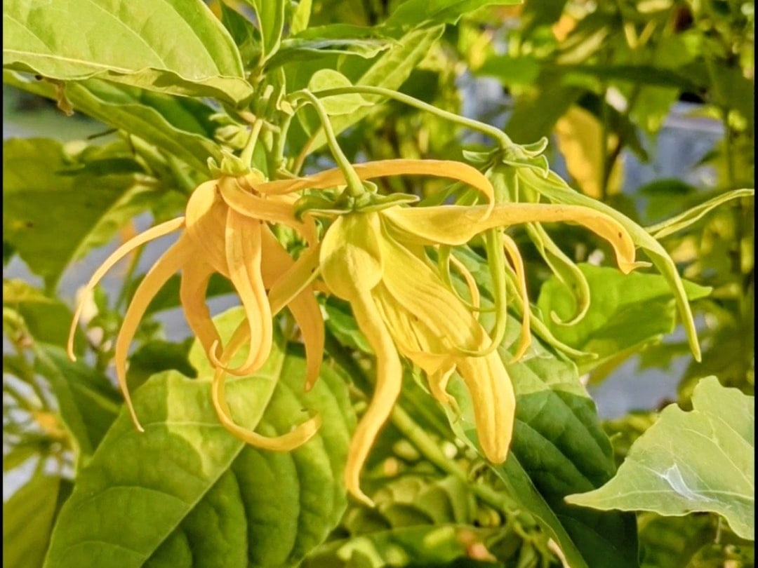 Foto rujukan Climbing Ylang-Ylang / Bunga Kenanga Rambat
