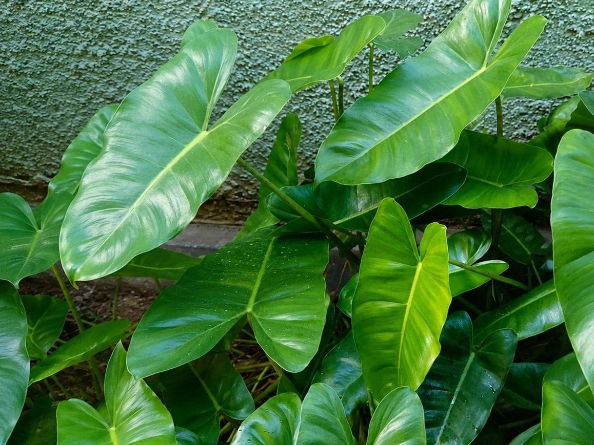 Foto rujukan Philodendron hijau