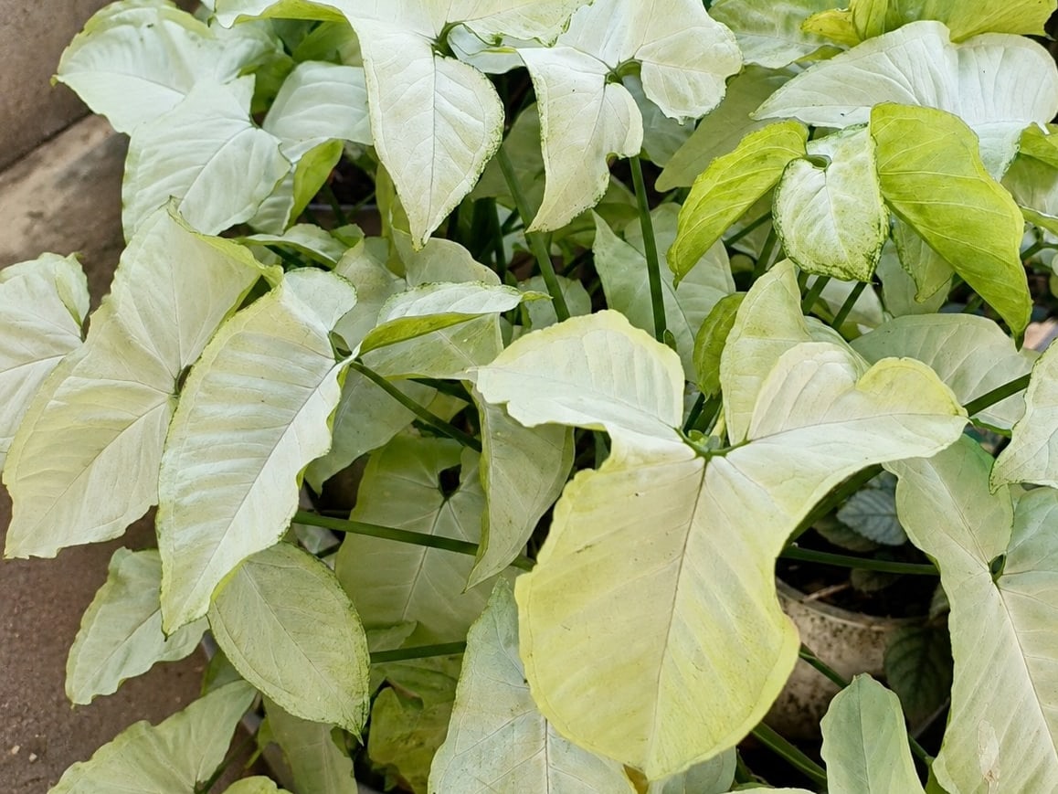 Foto rujukan Syngonium / Tanaman mata panah