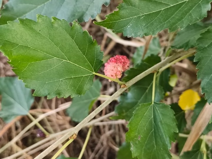 Foto rujukan Buah Besar / Murbey